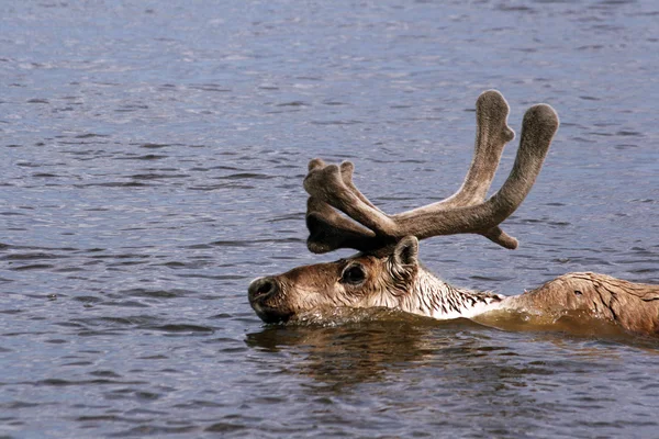 Sob, Rangifer tarandus, Caribou Taimyr, Sibiř, Rusko??? ?????, ?????? ????? ????. ???????? ????????. ??????, — Stock fotografie