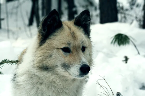 Siberian hunting dog Laika, sled dog, Siberia, Russia, Восточно-сибирская лайка, промысловая собака, охота в Сибири, Россия — Stock Photo, Image