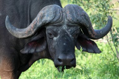 Cape Buffalo (Syncerus caffer), Kruger National Park, Güney Afrika??