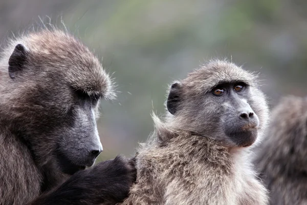 Los babuinos atrapan insectos en lana. Ciudad del Cabo. Sudafrica — Foto de Stock