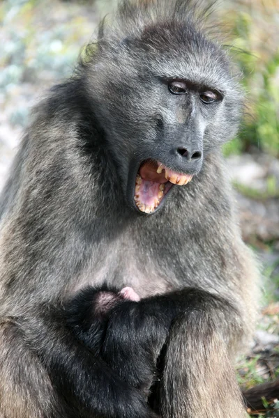 The female baboon with baby yawns. South Africa. Самка бабуина с детенышем. Обезьяна зевает. Южная Африка — Zdjęcie stockowe