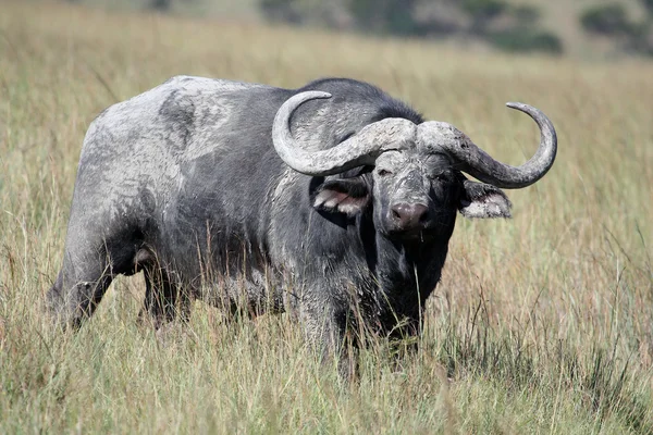 Cape Buffalo (Syncerus caffer), Eastern Cape, Afryka Południowa?? — Zdjęcie stockowe