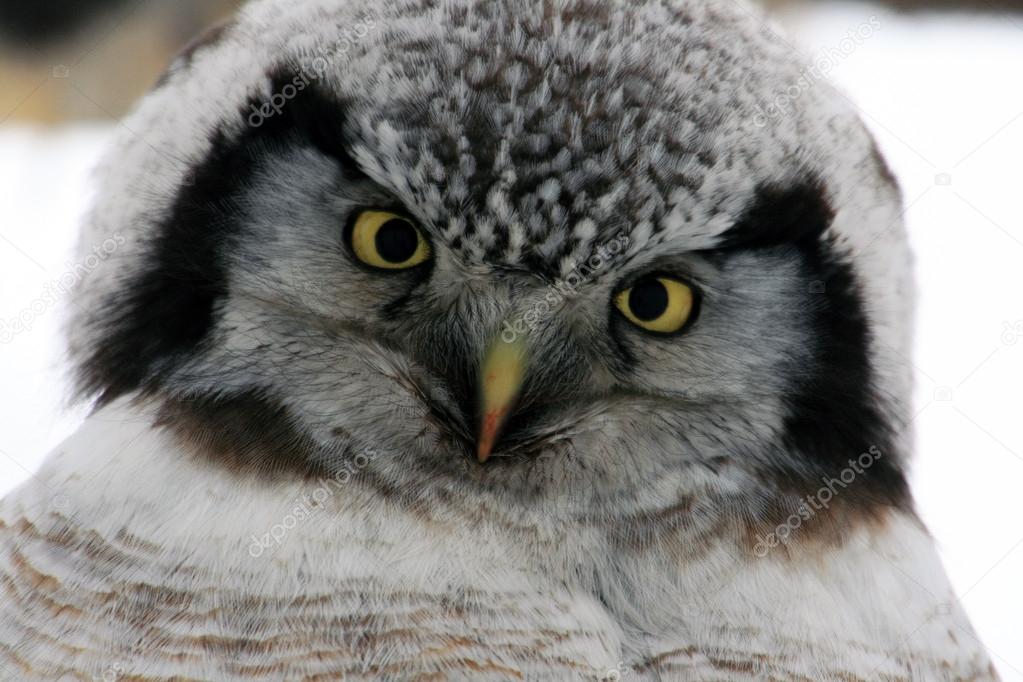 Northern Hawk Owl  (Surnia ulula), Kamchatka, Russia, Сова