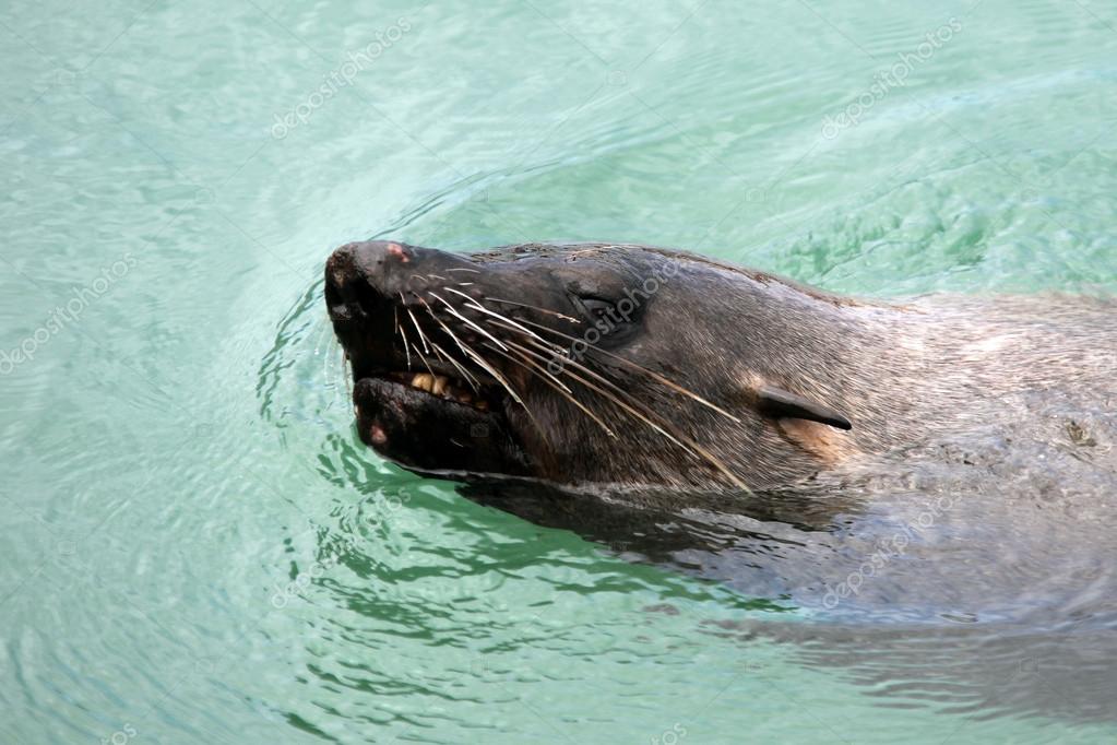 ミナミアフリカオットセイ泳ぐケープタウン南アフリカ共和国 ストック写真 C Okyela ミナミアフリカオットセイ泳ぐケープタウン南アフリカ共和国 ストック写真 C Okyela