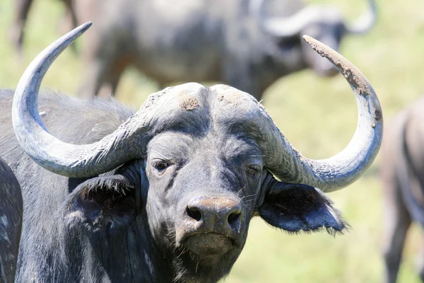 Cape Buffalo (Syncerus caffer), Eastern Cape, África do Sul, entre outros — Fotografia de Stock