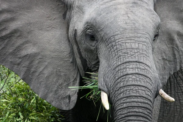 El elefante africano come pasto. Sudáfrica. ¡No! ¡No! ¡No! ¡No! — Foto de Stock