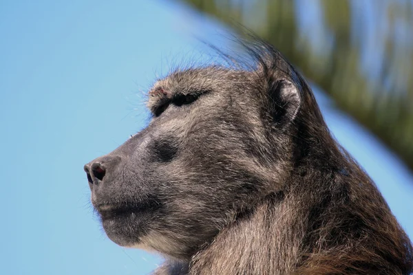 Male baboon. South Africa, Бабуин, голова самца — Zdjęcie stockowe