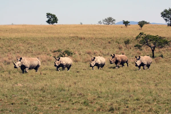 Rinoceronte, rinoceronte, sudáfrica, ecosistema, ecosistema, ecosistema, ecosistema, ecosistema, ecosistema, ecosistema, ecosistema — Foto de Stock