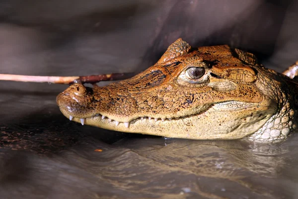 Cayman na Costa Rica. A cabeça de um crocodilo (jacaré) closeup. ambos os sexos, entre os quais se contam a Alemanha, a Finlândia, a Finlândia, a Suécia, a Suécia, a Suécia, a Suécia, a Suécia e a Suécia. — Fotografia de Stock