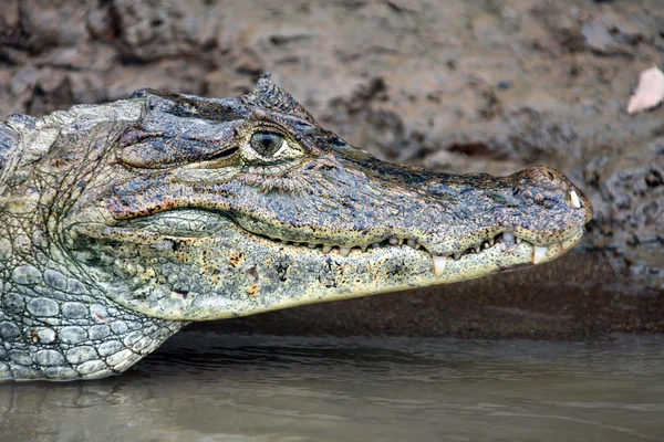 Cayman in costa rica. den Kopf eines Krokodils (Alligators) in Großaufnahme. Es geht um die Frage, wie es mit der Demokratie weitergehen soll., — Stockfoto