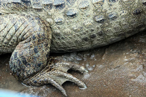 Caimán en Costa Rica. La pierna de un cocodrilo (cocodrilo) primer plano. ¡No! ¡No! ¡No! . —  Fotos de Stock