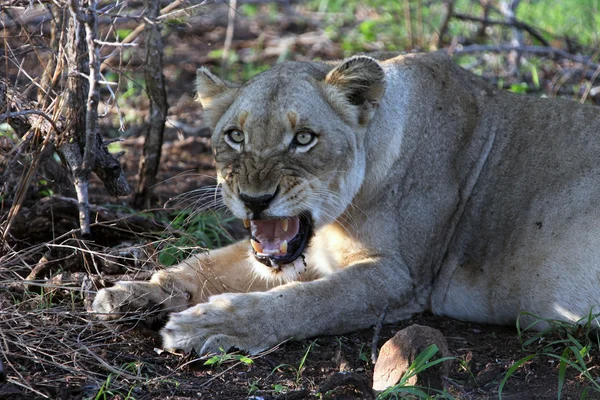 Dişi aslan Afrika saldırganlık — Stok fotoğraf