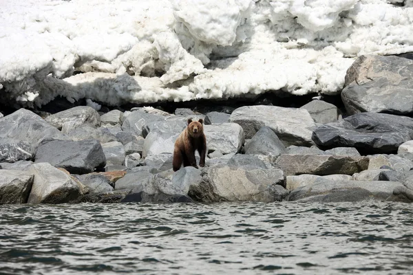 Orso bruno in primavera in riva al mare — Foto Stock