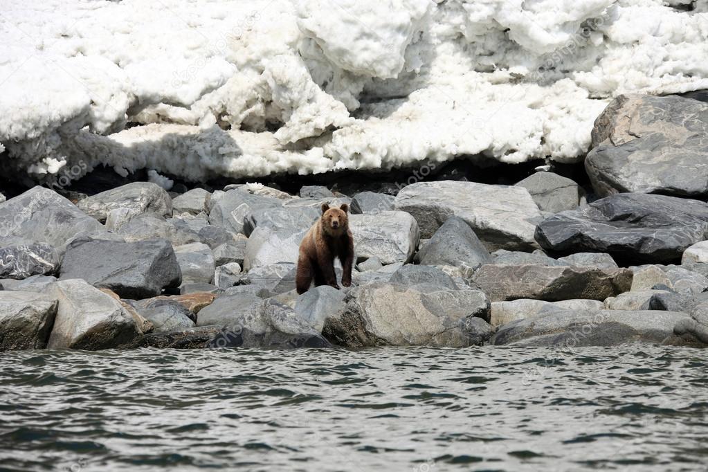 Brown bear in the Spring by the sea