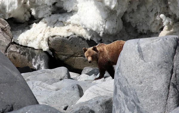 Ours brun au printemps au bord de la mer . — Photo