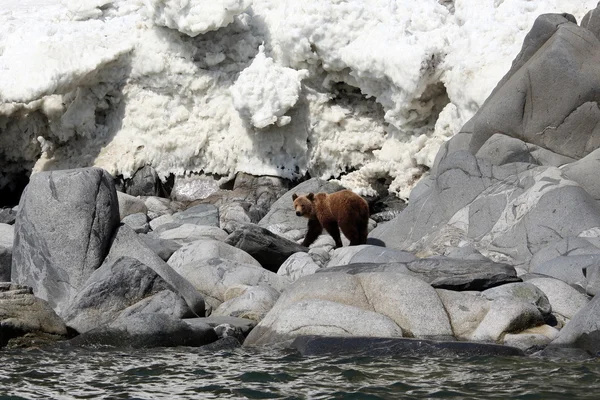 Orso bruno in primavera in riva al mare. Peperoncini di garofano — Foto Stock