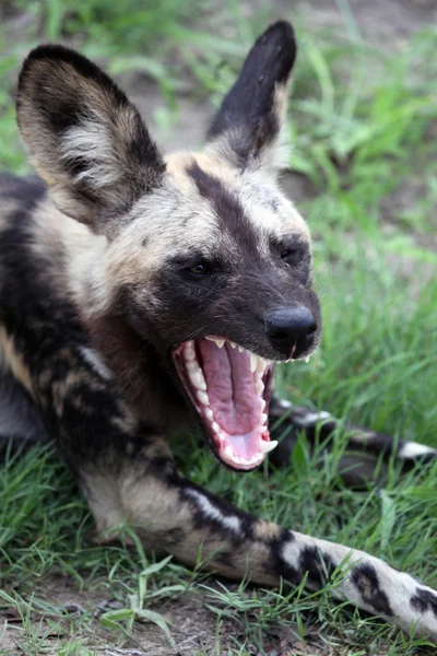 Perro salvaje africano (Lycaon pictus) llamando . —  Fotos de Stock