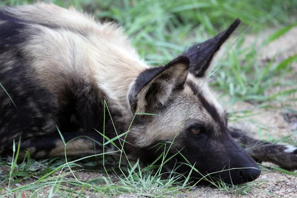 Perro salvaje africano (Lycaon pictus) está descansando. ¡No! ¡No! ¡No! — Foto de Stock