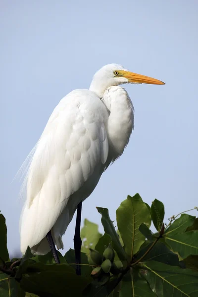 Héron blanc sur un arbre , — Photo