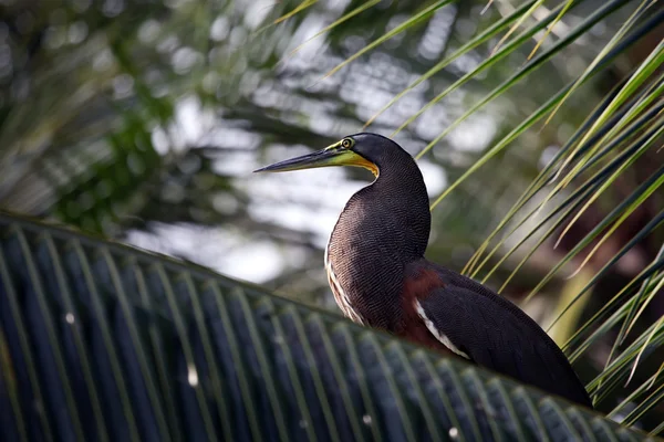 Blue Heron on the palm — Stock Photo, Image