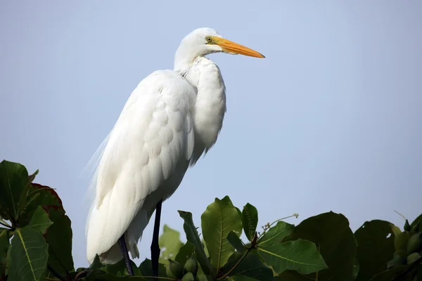White Heron on a tree — Stock Photo, Image