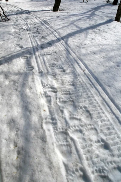 Ayı yol. Bir ayı bahar karda izleri. — Stok fotoğraf