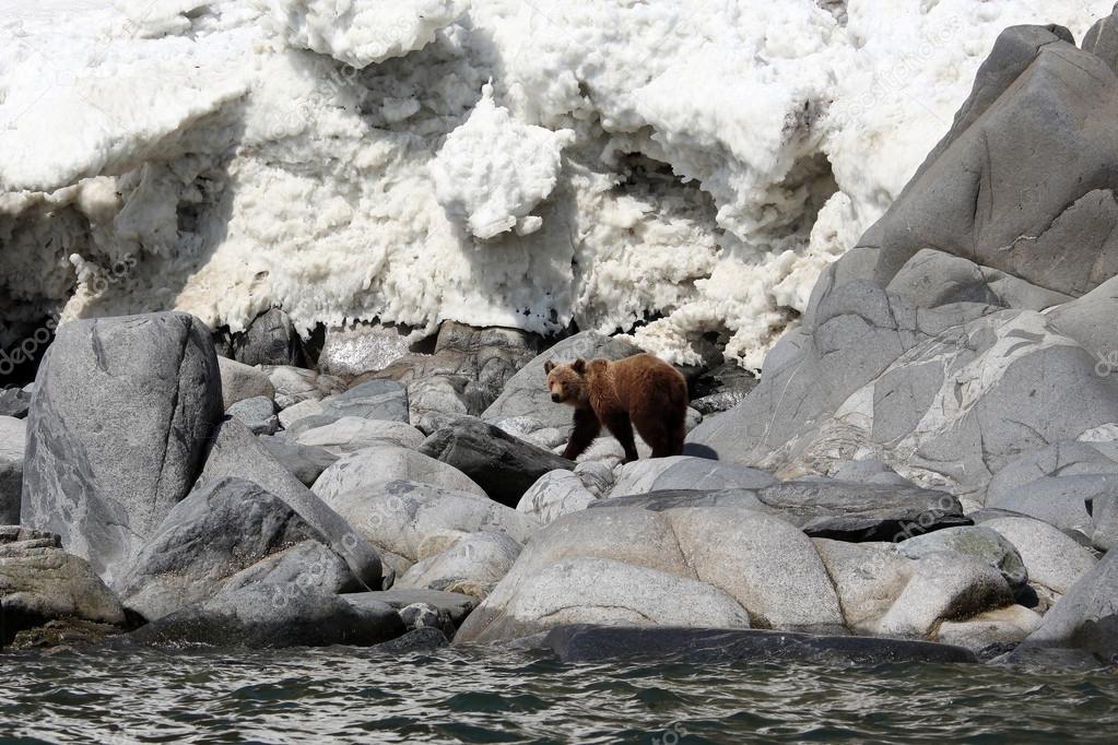Brown bear in the Spring by the sea. Медведь