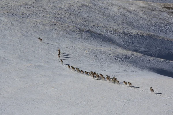 Argali Marco Polo. A flock of sheep Marco Polo in the Tien Shan mountains, in winter, Kyrgyzstan, — Stock Photo, Image