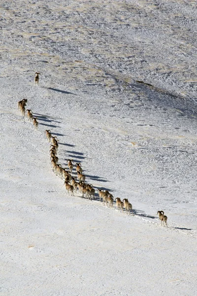 Argali Marco Polo. A flock of sheep Marco Polo in the Tien Shan mountains, in winter, Kyrgyzstan, — Stock Photo, Image