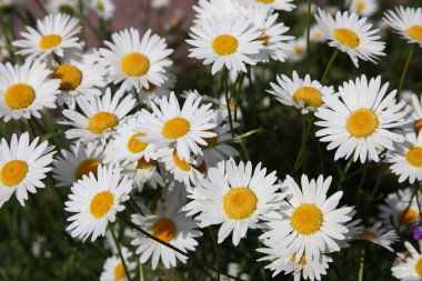 Flowers randomly (camomile) growing daisies, Ромашки