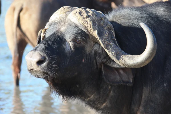 Cape Buffalo (Syncerus caffer), w waterhole?? — Zdjęcie stockowe