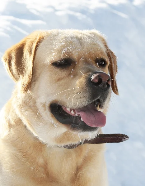 Labrador Retriever im Winter im Schnee, — Stockfoto