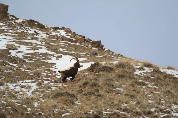 ढलान Ibex नीचे चल रहा है। टिएन शान के पहाड़ों में बकरी, — स्टॉक फ़ोटो, इमेज