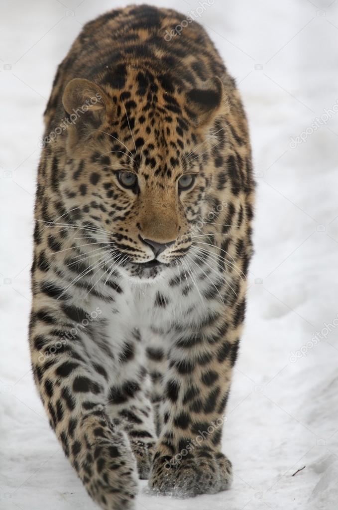 Amur leopard in the snow,