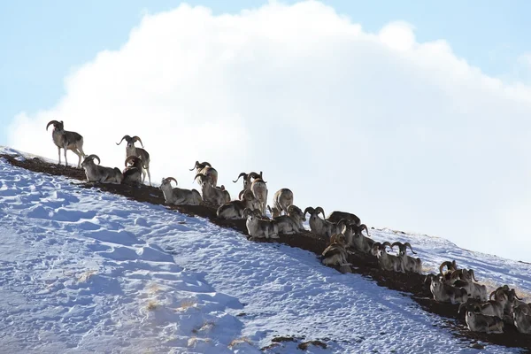 Стадо овец Марко Поло в отпуске. Марко Поло на склоне холма. Арнольд, Арнольд, Арнольд, Марко, Пост. — стоковое фото