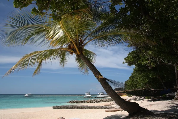 Песчаный пляж и Пальма на острове Мальдивы. Pлян и приёмник — стоковое фото