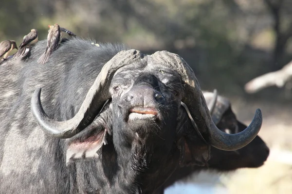 Búfalo del Cabo (Syncerus caffer), toro, jalá — Foto de Stock
