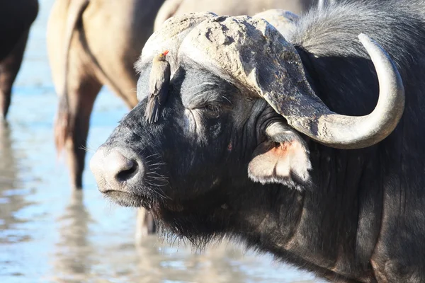 Bull Cape Buffalo (Syncerus caffer), at the waterhole, Бульвар Бульвар Буффало (Syncerus caffer), Бульвар — стоковое фото