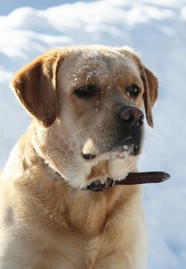 Kışın karda Labrador Retriever?? ???????