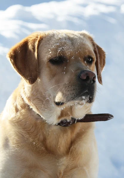 Labrador Retriever im Schnee im Winter — Stockfoto