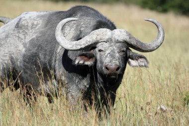 Boğa Cape Buffalo (Syncerus caffer),