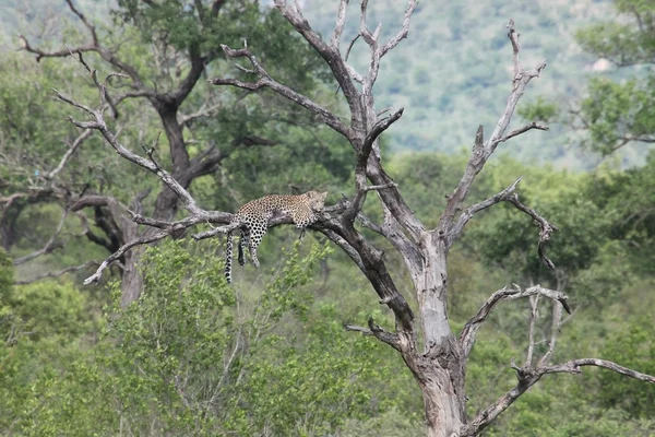Αφρικανική λεοπάρδαλη στο δέντρο??? ??????? ?? ??????, — Φωτογραφία Αρχείου