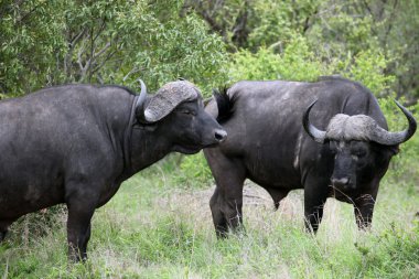 Cape Buffalo (Syncerus caffer), büyük boğa. ??????, ??????? ???,