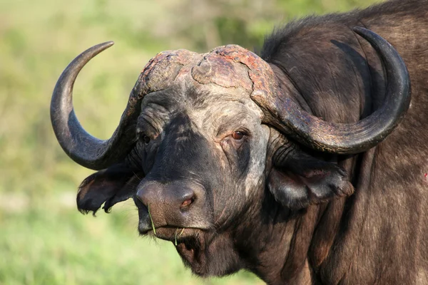 Cape Buffalo (Syncerus caffer), big bull, Буйвол — Stock Photo, Image