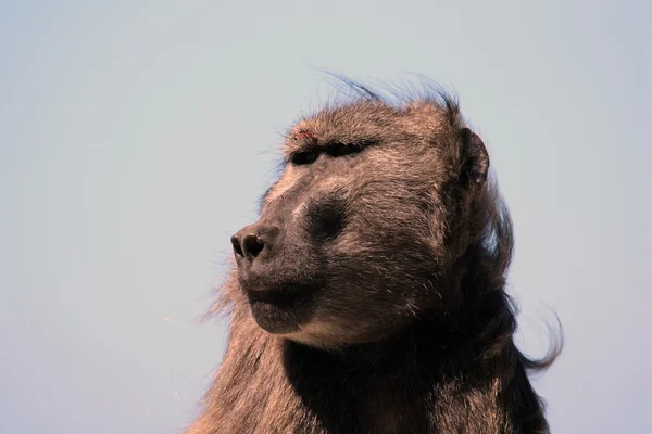 Big male baboon, Бабуин, самец, — Zdjęcie stockowe