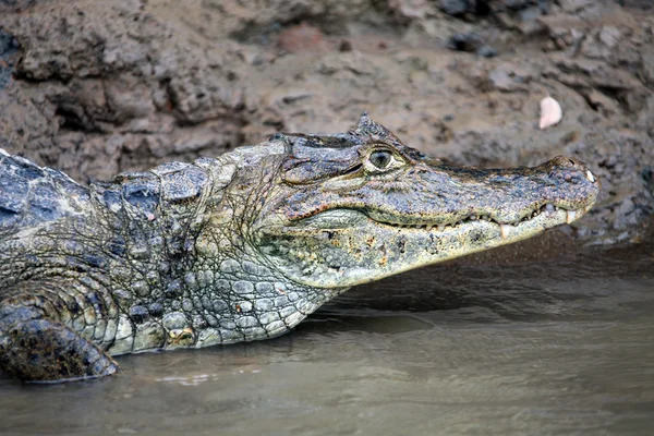 Kaiman. Kopf eines Krokodils (Alligator) in Großaufnahme. Wie geht es weiter? — Stockfoto