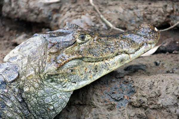 Caimão, cabeça de um crocodilo (jacaré), de perto, com o seu país de origem, com o seu país de origem e com o seu país de origem. , — Fotografia de Stock