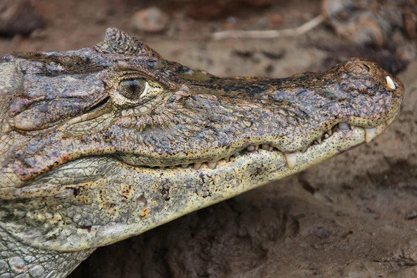 Cayman Cabeça de um crocodilo (jacaré) close-up. Israel é o país de origem do acordo de associação. — Fotografia de Stock