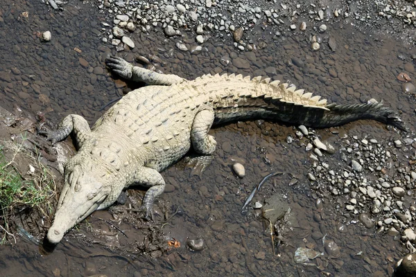 Krokodil in Costa Rica. Krokodil-Nahaufnahme — Stockfoto