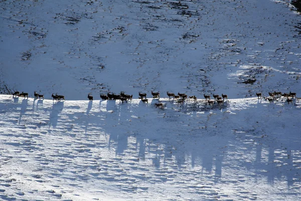 Migration du bouquetin. Troupeau de chèvres se promenant sur la crête du Tien Shan, à Pékin — Photo